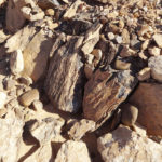 bois fossilisé sur un tombeau préislamique dans le désert.
